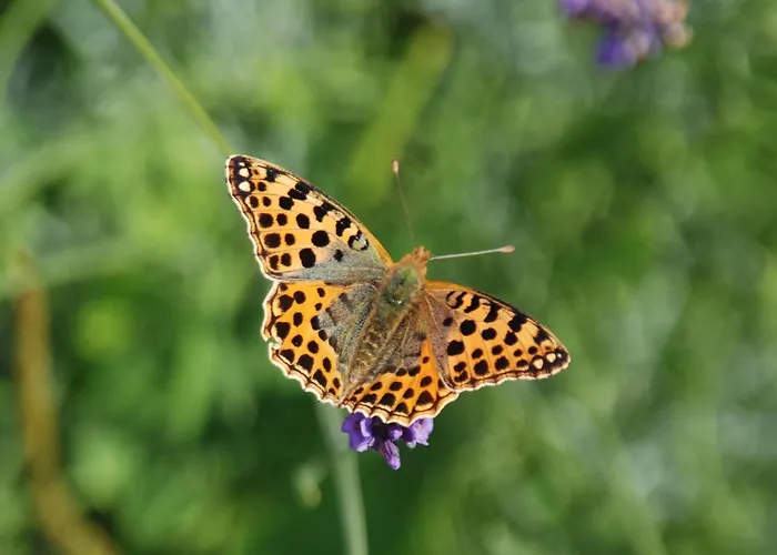 Mobile Im Mit Seezugang 別荘